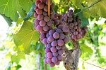 uva-3046341_150-3046341 uva, fruit, vine, cacho, wine, healthy, came